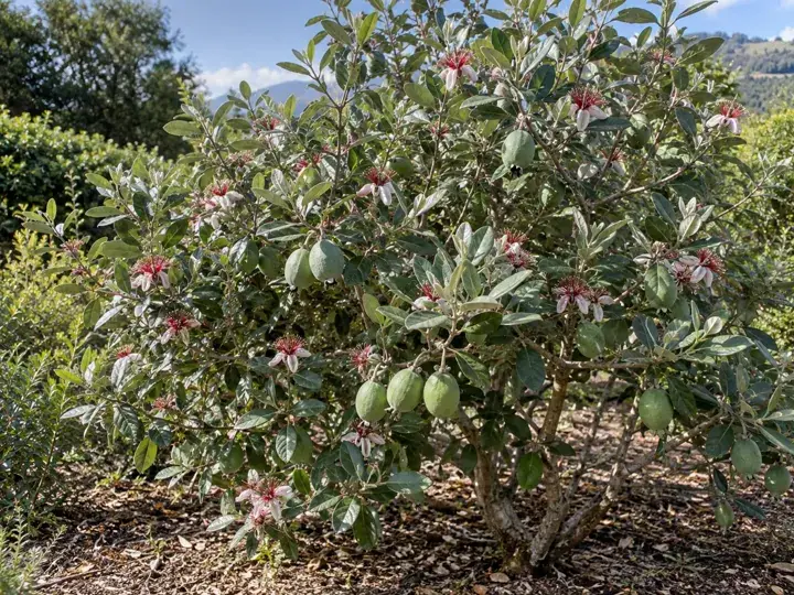 Ilustración generada con IA de Feijoa