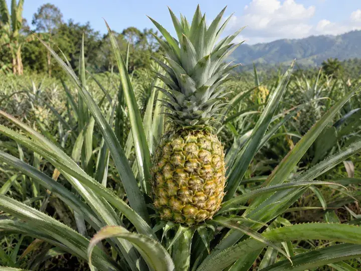 Ilustración generada con IA de Piña