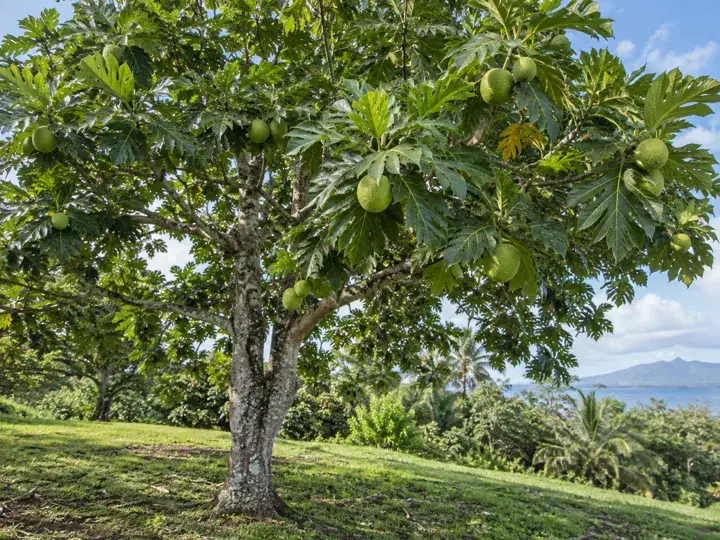 Ilustración generada con IA de Árbol del pan