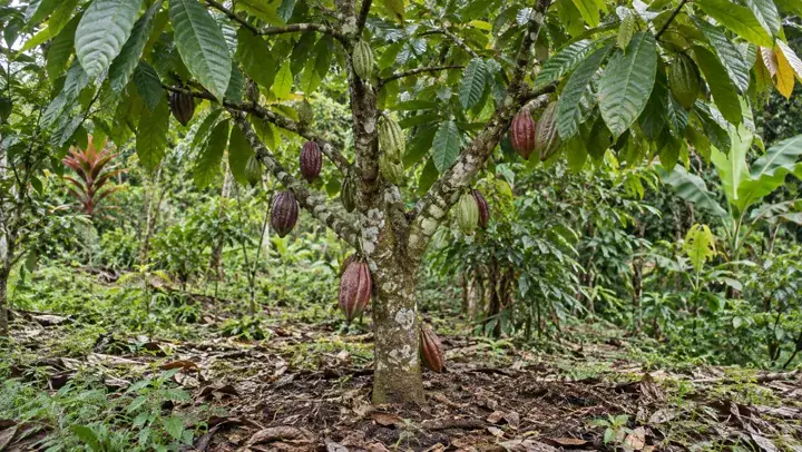 Ilustración generada con IA de Cacao