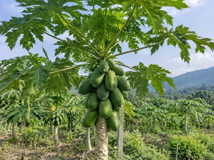 Ilustración generada con IA de Papaya