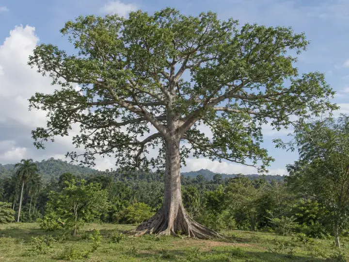 Ilustración generada con IA de Ceiba