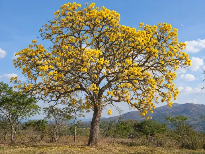 Ilustración generada con IA de Guayacán
