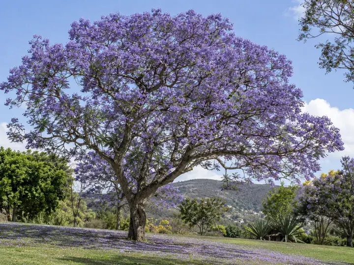 Ilustración generada con IA de Jacaranda