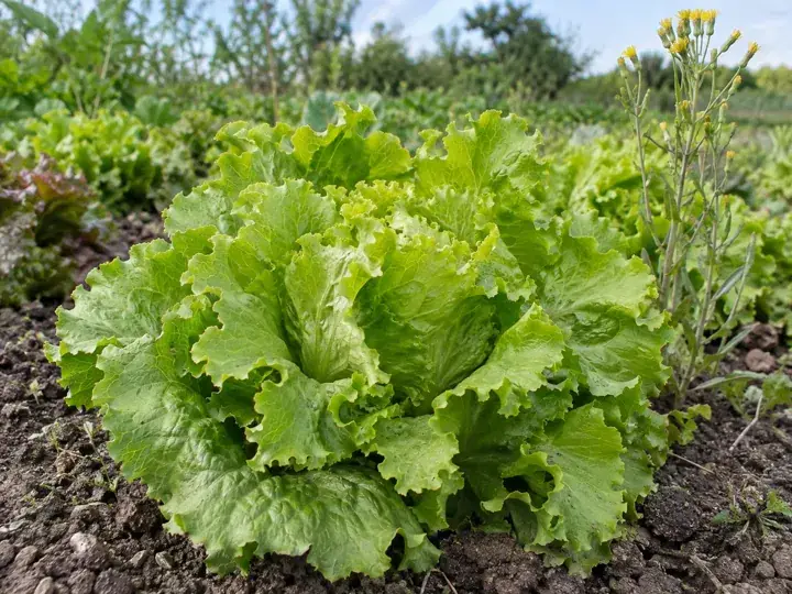 Ilustración generada con IA de Lechuga