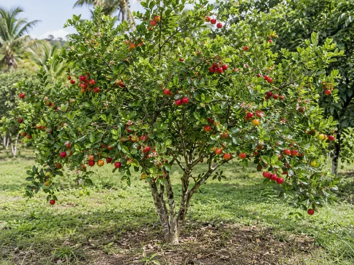 Ilustración generada con IA de Acerola