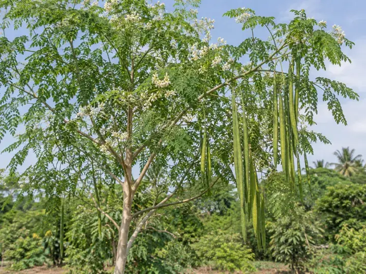 Ilustración generada con IA de Moringa