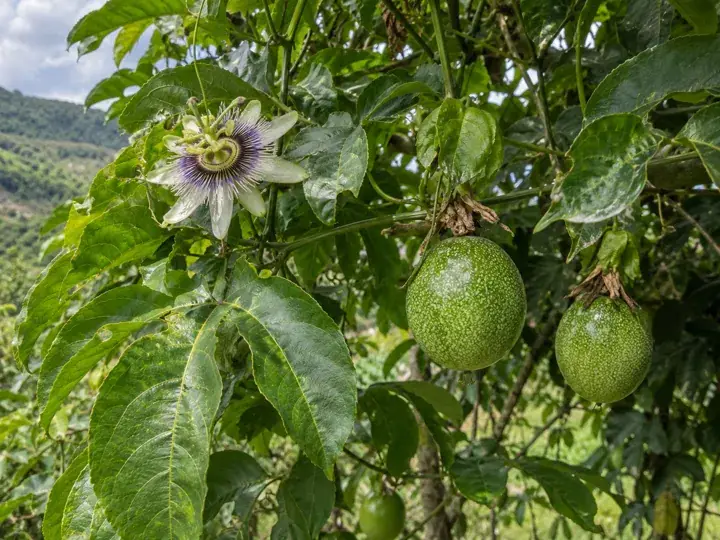 Ilustración generada con IA de Granadilla