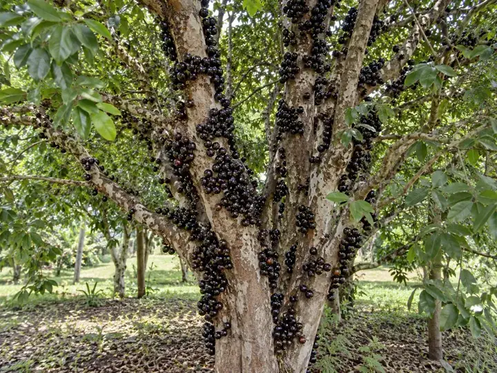 Ilustración generada con IA de Guapurú / Jaboticaba