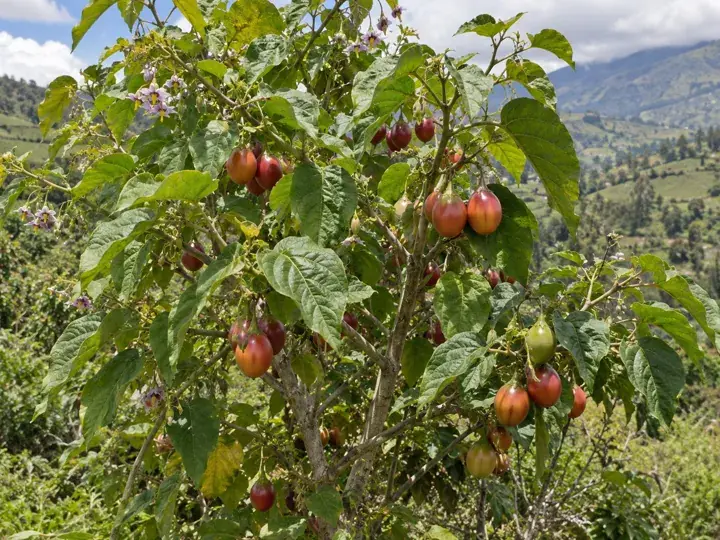Ilustración generada con IA de Tomate de árbol