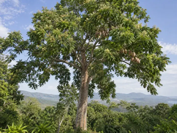 Ilustración generada con IA de Caoba